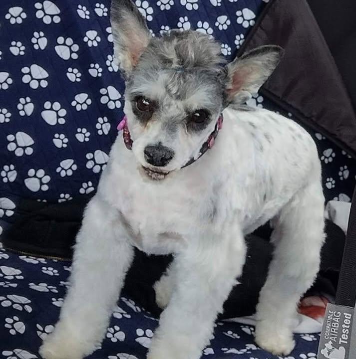 Freshly groomed little merle pup on a paw-print seat cover