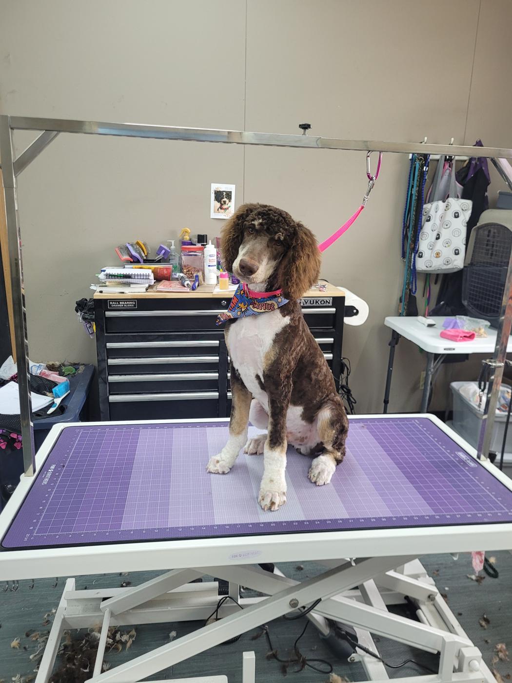 Brown and white poodle-mix puppy on the grooming table
