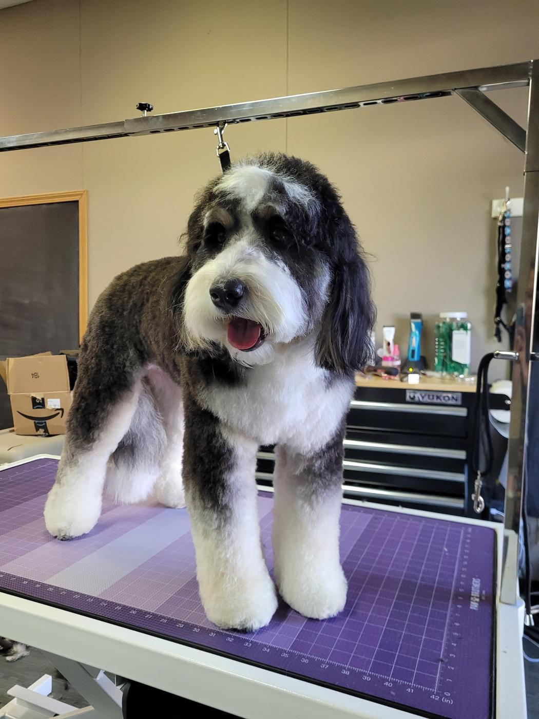 Black and white doodle, freshly groomed, standing on the purple grooming table