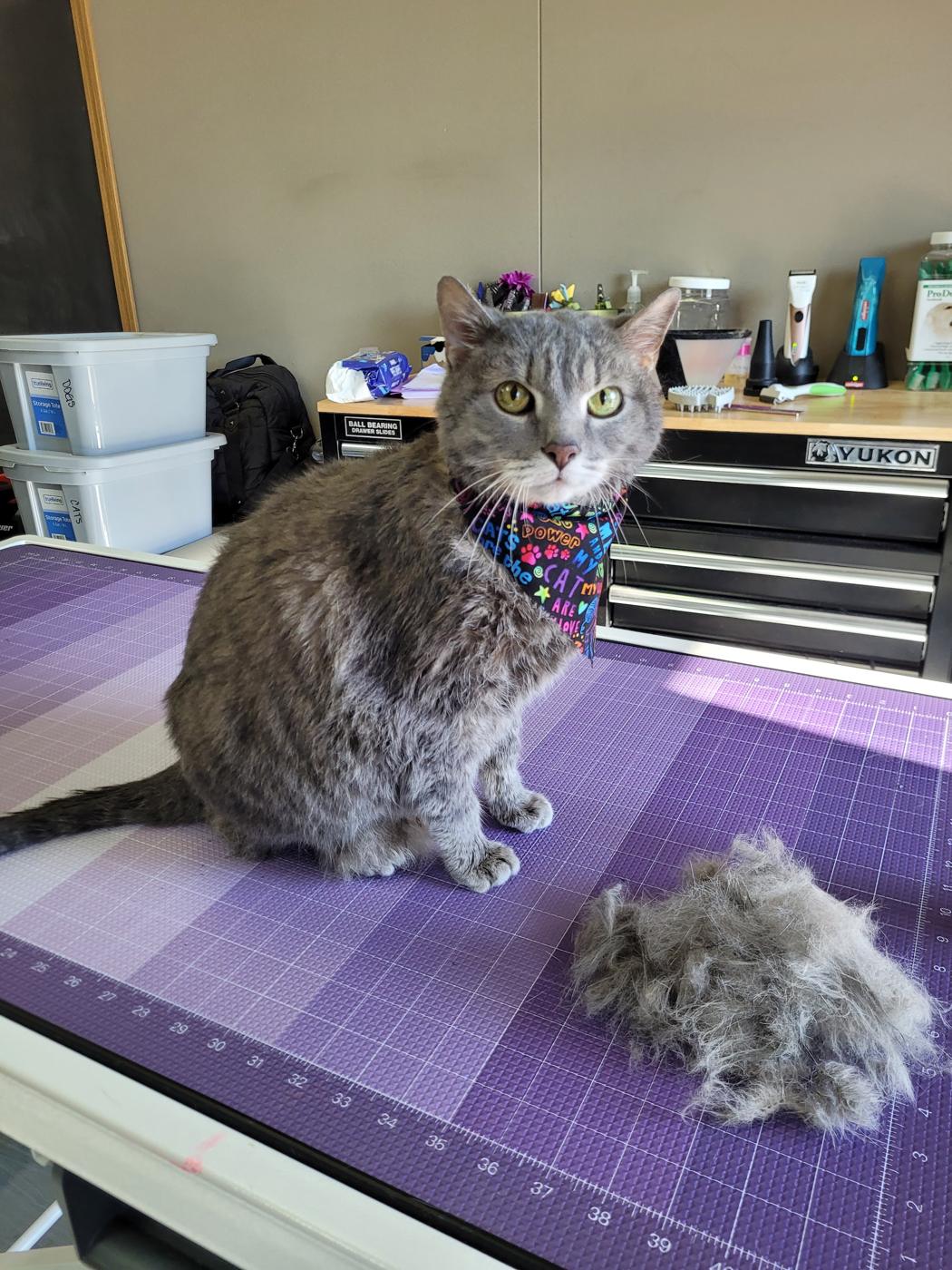 Grey cat in a bandana on the grooming table beside a pile of shaved fur