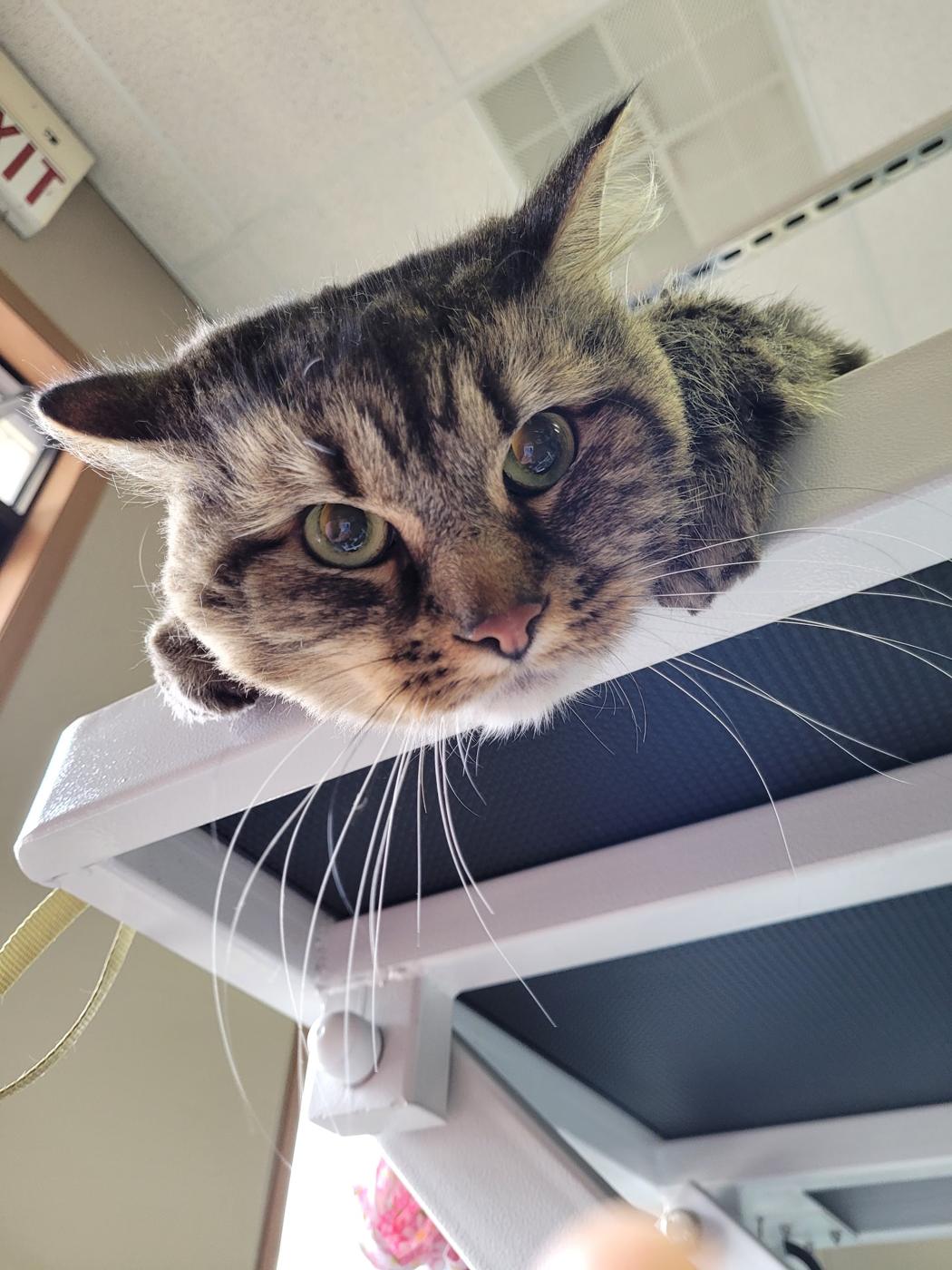 Tabby cat peeking over a shelf in the grooming room