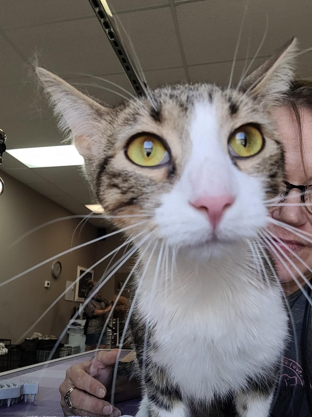Tabby and white cat held up close to the camera
