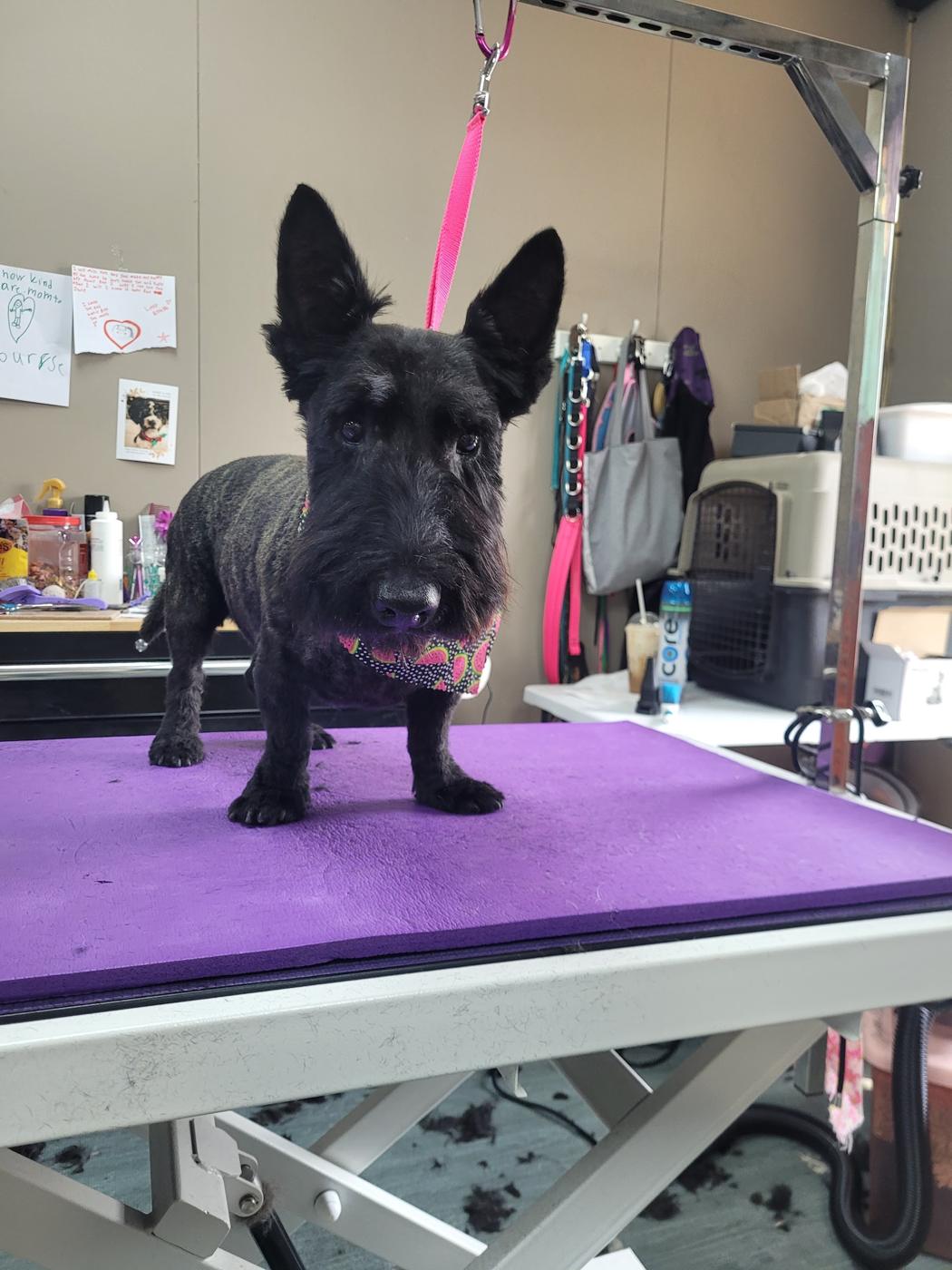 Freshly groomed Scottish terrier standing on the purple grooming table