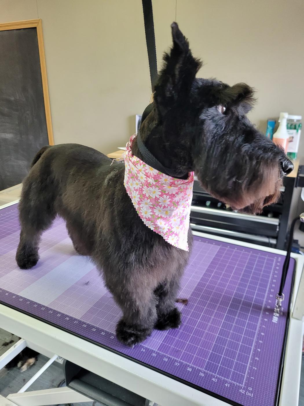 Scottish terrier in a pink floral bandana