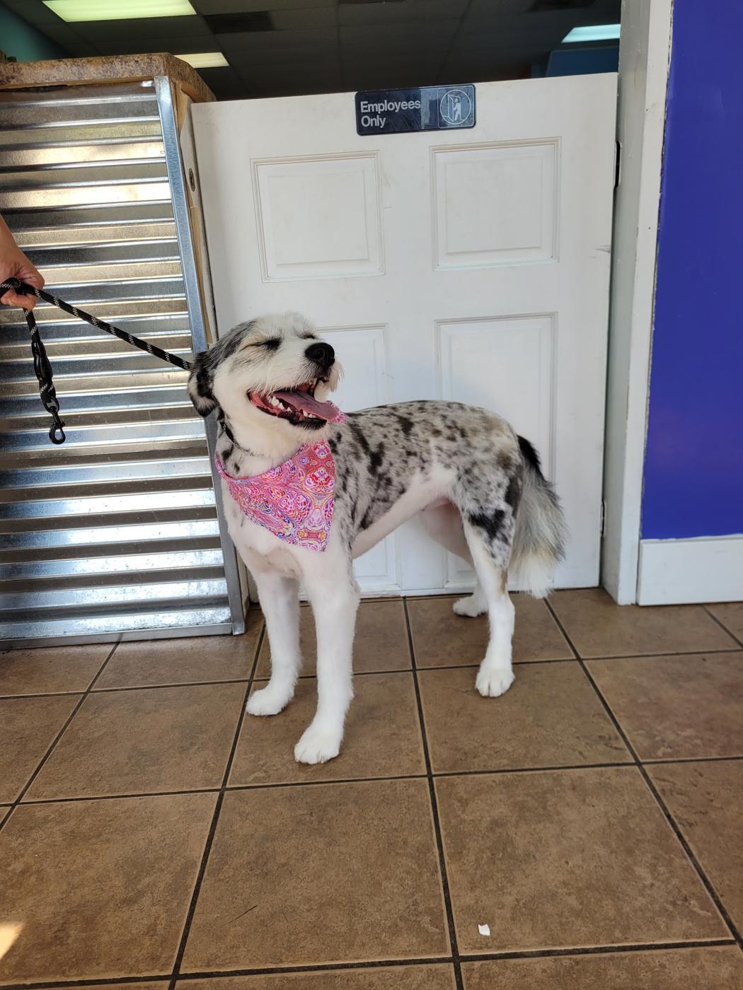 Happy merle dog in a pink bandana after her groom