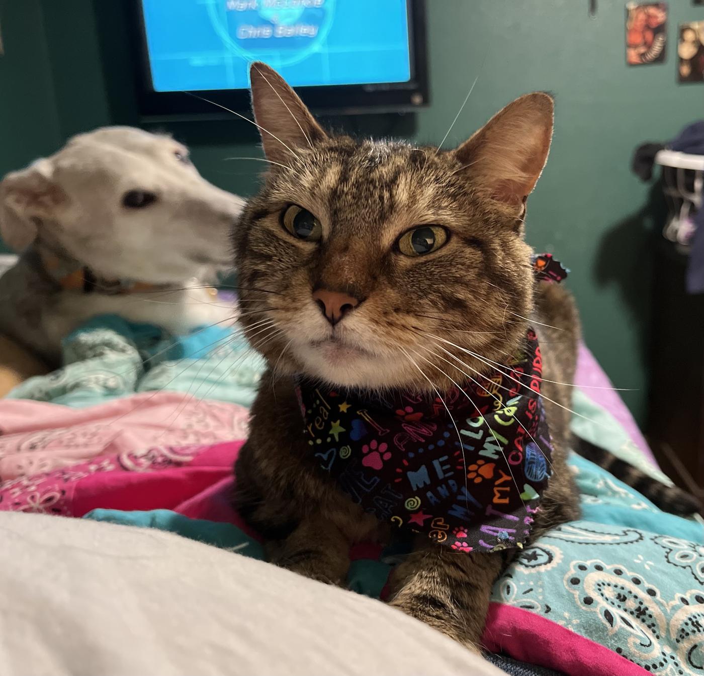 Susan the tabby cat relaxing at home in a paw-print bandana after her groom